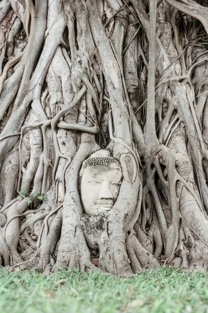 A stone Buddha head held in the roots of a tree at Wat Mahathat in Ayutthaya