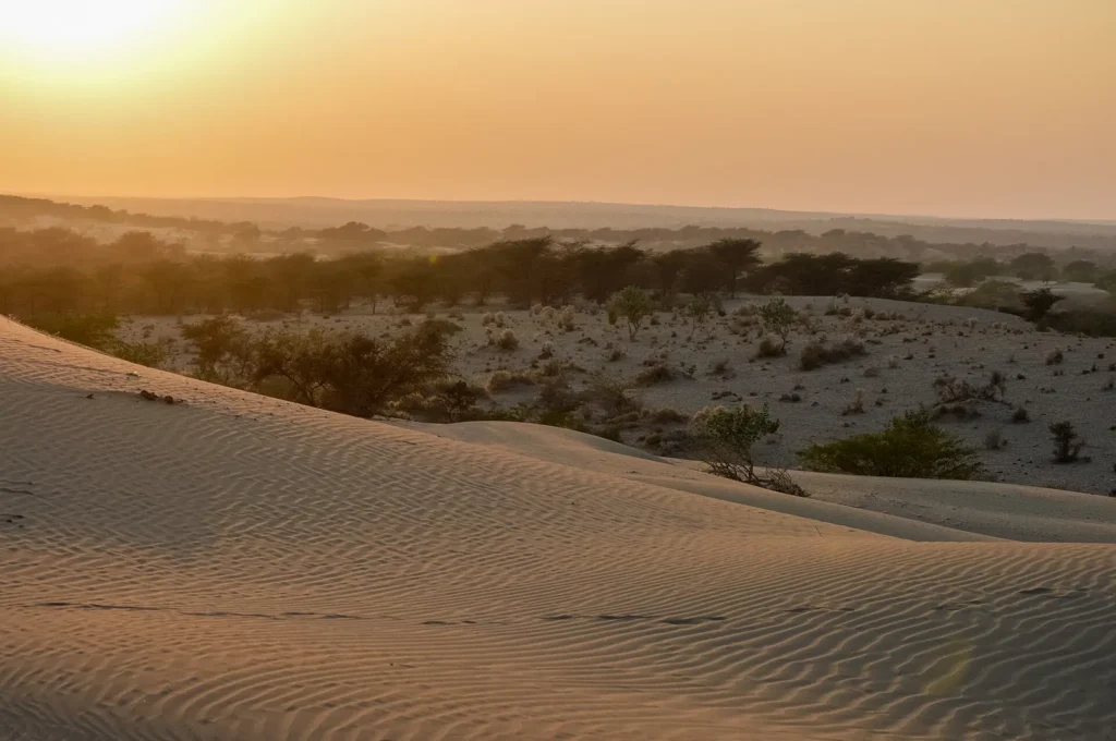 Sand dunes near Jaisalmer under a low evening sun