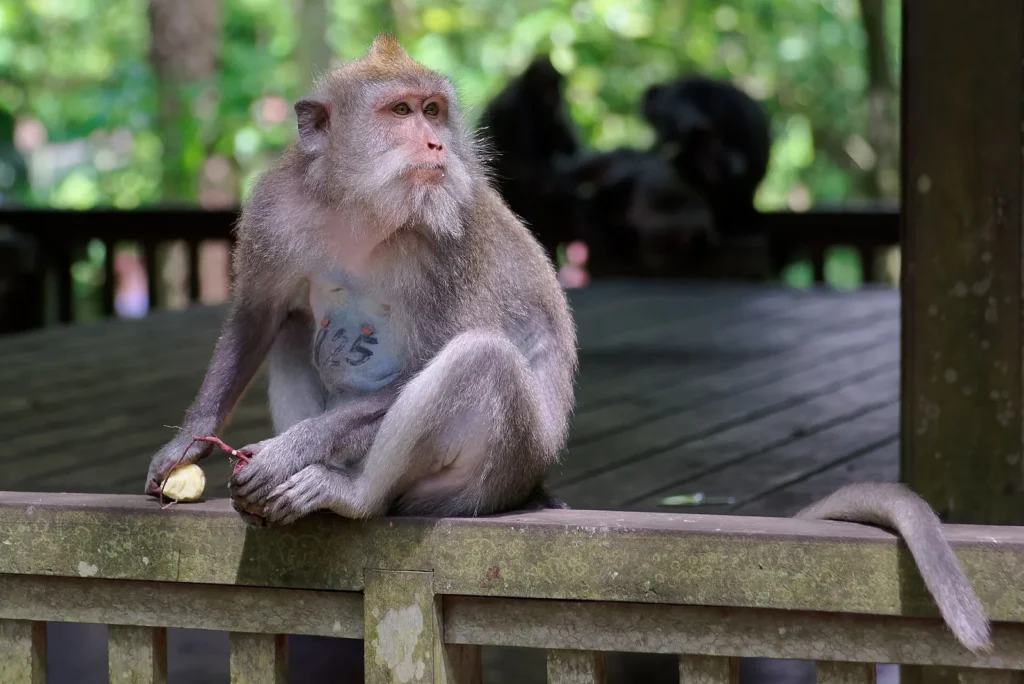 A long-tailed macaque sitting on a wooden railing at the Ubud Monkey Forest