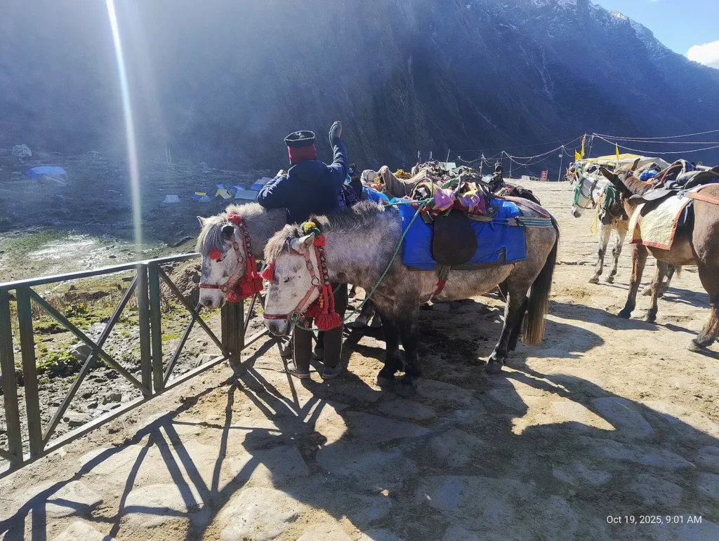 Mules standing at a waiting point on the Kedarnath trek route