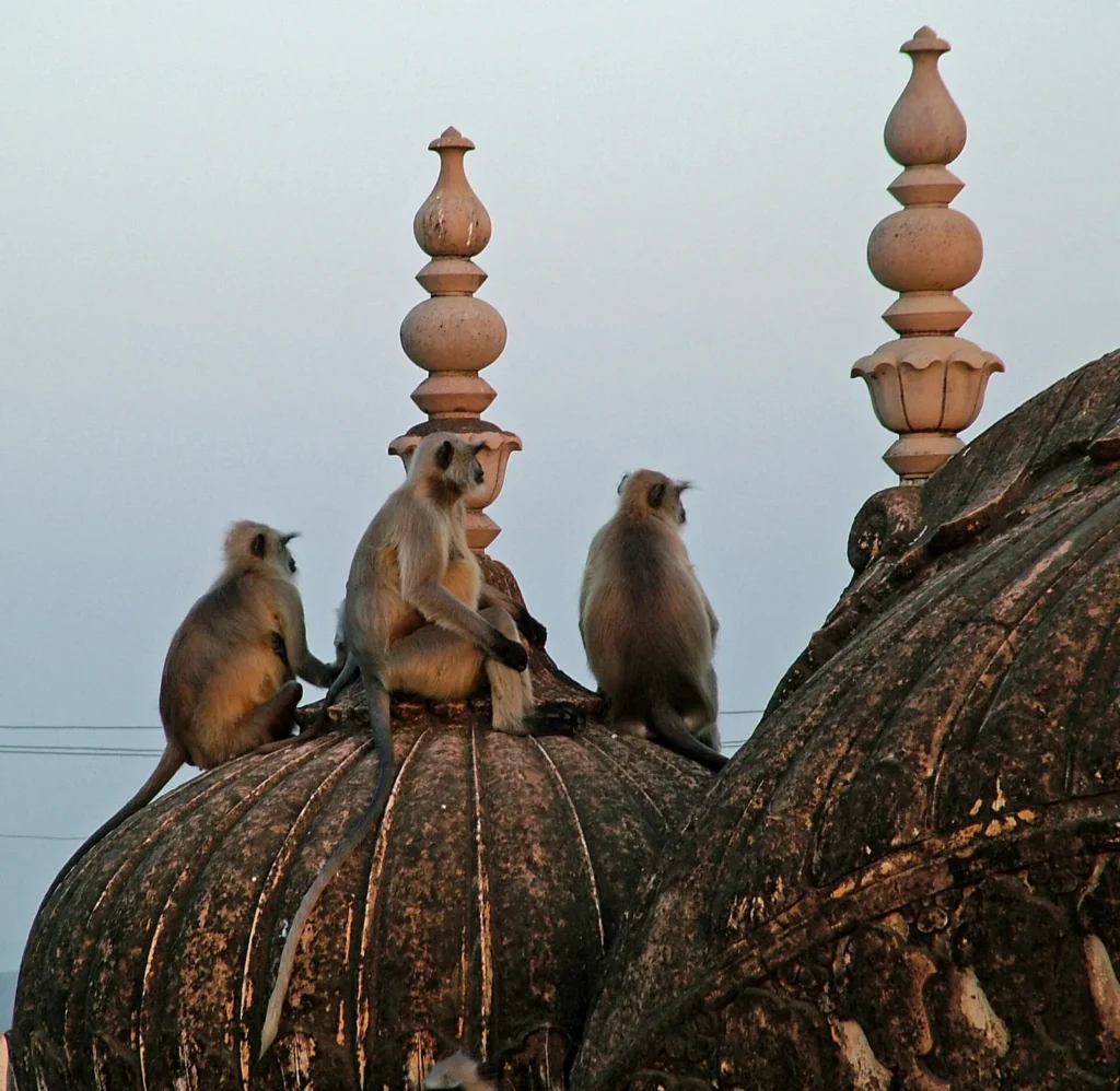 Three langur monkeys sitting on carved domes at Nahargarh Fort in evening light