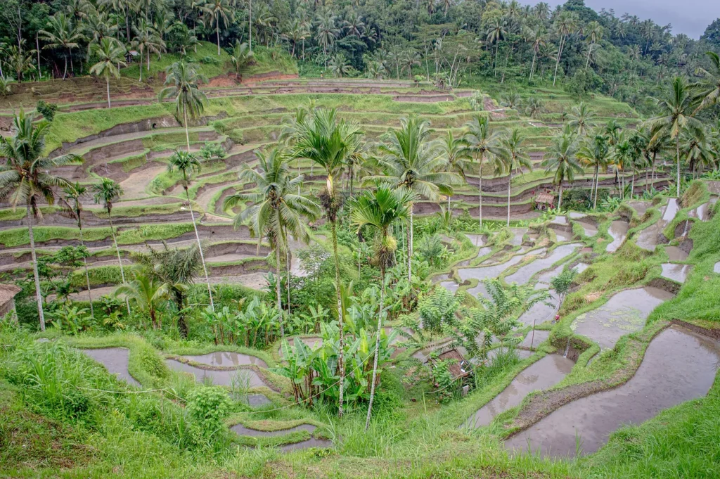 Green stepped rice terraces with coconut palms at Tegallalang near Ubud
