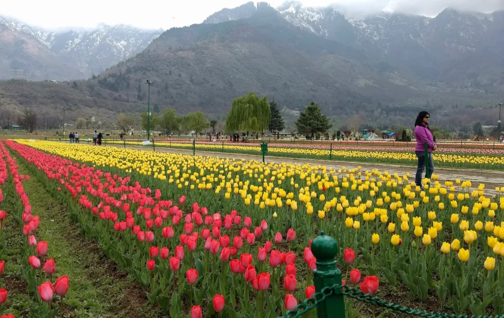 Rows of red and yellow tulips at the Indira Gandhi Memorial Tulip Garden in Srinagar below the Zabarwan hills